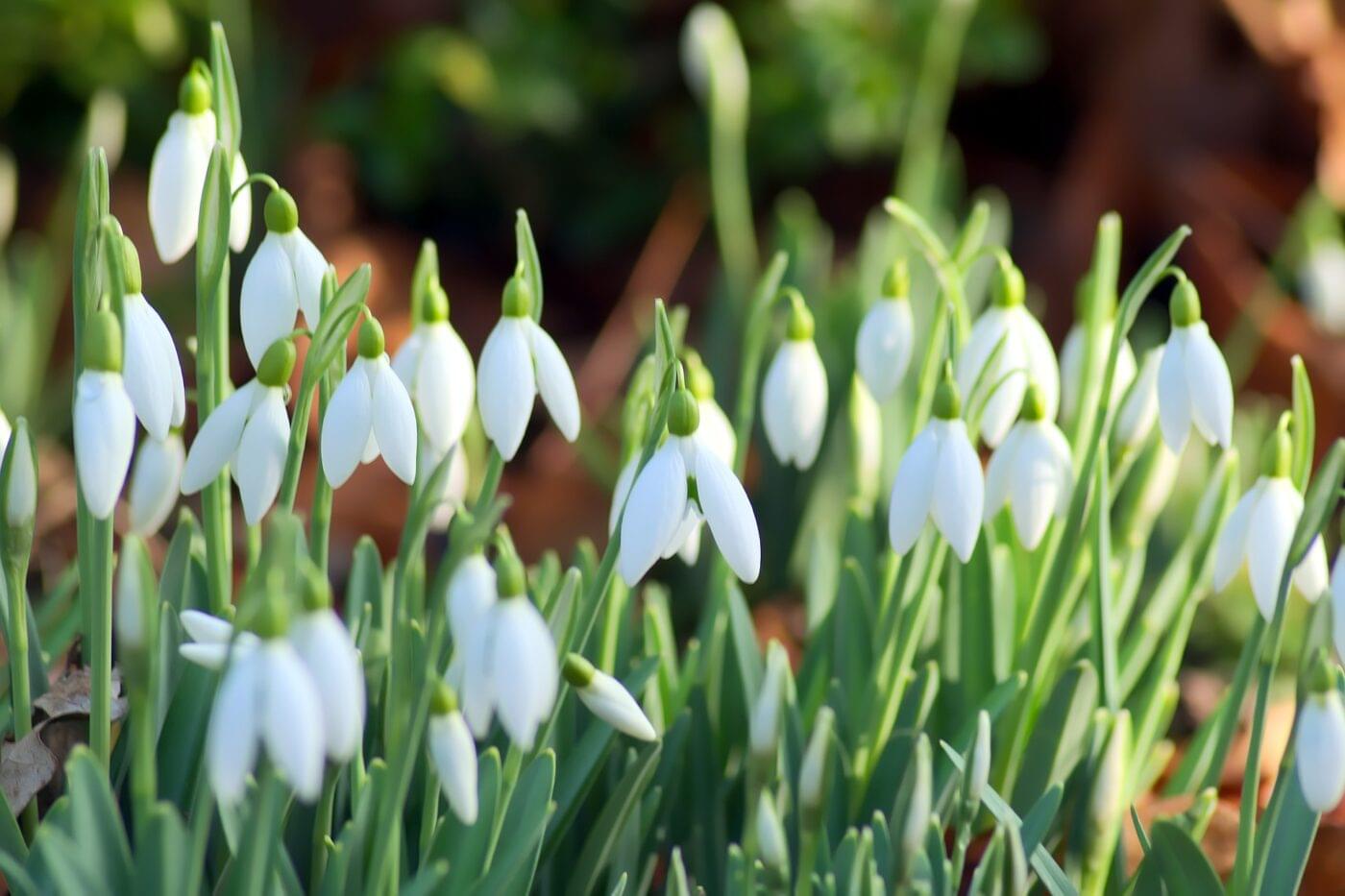 january round up with snowdrops