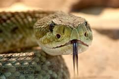snake from St. Patrick